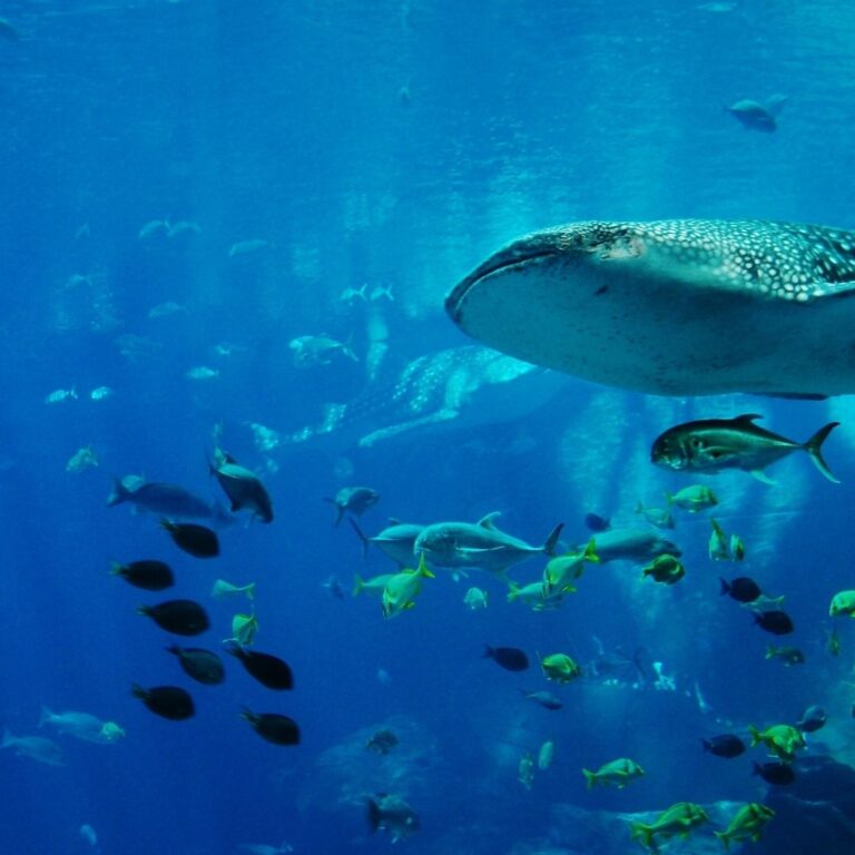 Ripleys Aquarium of Canada 768x768