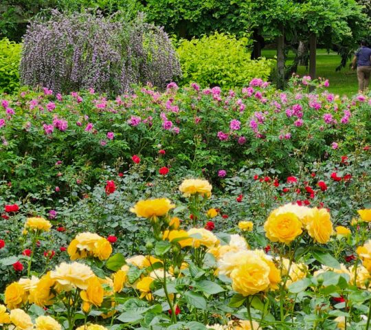 Gage Park Brampton