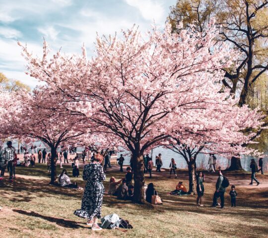 High Park