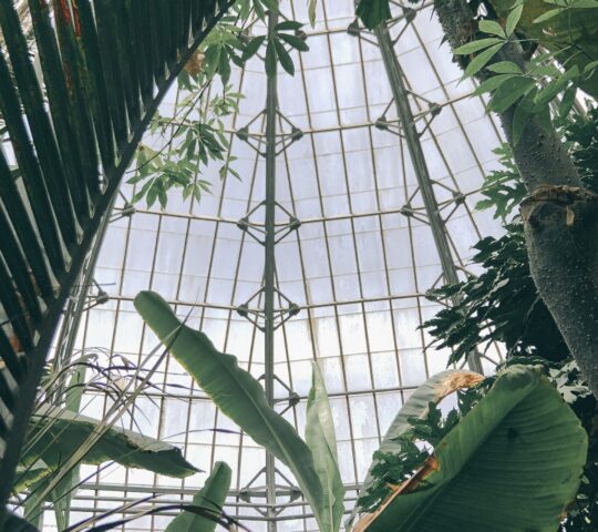 Allan Gardens Conservatory