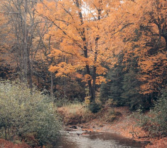 Bronte Creek Provincial Park