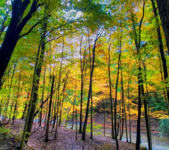 Lion’s Valley Park & Sixteen Mile Creek Trail