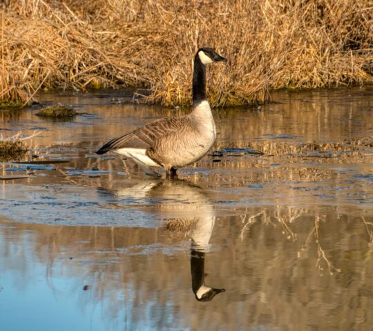 Rattray Marsh Conservation Area