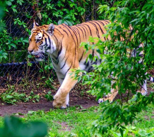 Toronto Zoo